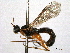  ( - CNCHYM 09177)  @11 [ ] CreativeCommons - Attribution (2012) CNC/CBG Photography Group Centre for Biodiversity Genomics