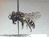  (Colletes nigricans tyrrhenicus - BC-RLD-011)  @11 [ ] Copyright (2020) Romain Le Divelec Museum national d'Histoire naturelle