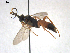  (Ichneumon vulneratorius - HymVM299)  @11 [ ] Creative Commons  Attribution Non-Commercial Share-Alike (2020) NTNU University Museum, Department of Natural History NTNU University Museum, Department of Natural History