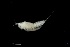  (Paramphiascella hispida - 0063.1)  @11 [ ] Creative Commons BY NC SA (2021) University of Bergen Natural History Collections