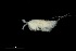  (Ambunguipes rufocincta - 0081.1)  @11 [ ] Creative Commons BY NC SA (2021) University of Bergen Natural History Collections