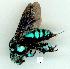  (Thyreus nitidulus - gvc12238-1L)  @15 [ ] Copyright (2004) Unspecified Unspecified