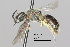  (Lasioglossum sp. MS1 - IAE100145)  @11 [ ] CreativeCommons  Attribution Non-Commercial Share-Alike (2022) David Cappaert Institute for Applied Ecology