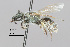  (Lasioglossum sp. MS4 - IAE100796)  @11 [ ] CreativeCommons  Attribution Non-Commercial Share-Alike (2022) David Cappaert Institute for Applied Ecology