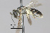  (Lasioglossum sp. MS2 - IAE100871)  @11 [ ] CreativeCommons  Attribution Non-Commercial Share-Alike (2022) David Cappaert Institute for Applied Ecology