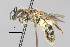  (Lasioglossum sp. MS10 - IAE101275)  @11 [ ] CreativeCommons  Attribution Non-Commercial Share-Alike (2022) David Cappaert Institute for Applied Ecology