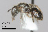  (Lasioglossum sp. MS6 - IAE101331)  @11 [ ] CreativeCommons  Attribution Non-Commercial Share-Alike (2022) David Cappaert Institute for Applied Ecology