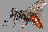  (Sphecodes sp. MS21.01 - IAE104247)  @11 [ ] CreativeCommons  Attribution Non-Commercial Share-Alike (2022) David Cappaert Institute for Applied Ecology