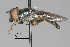  (Platycheirus sp. MS21.01 - IAE107513)  @11 [ ] CreativeCommons  Attribution Non-Commercial Share-Alike (2022) David Cappaert Institute for Applied Ecology