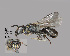  (Hylaeus sp. MS2 - IAE109466)  @11 [ ] CreativeCommons  Attribution Non-Commercial Share-Alike (2022) David Cappaert Institute for Applied Ecology