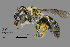  (Colletes sp. MS21.01 - IAE110822)  @11 [ ] CreativeCommons  Attribution Non-Commercial Share-Alike (2022) David Cappaert Institute for Applied Ecology