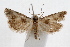  (Pelochrista metariana - IAWAZ-0502.2)  @14 [ ] CreativeCommons - Attribution (2009) Unspecified Centre for Biodiversity Genomics