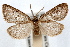  (Trocodima fuscipes - IAWAZ-0686)  @15 [ ] CreativeCommons - Attribution (2009) Unspecified Centre for Biodiversity Genomics