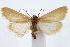  (Cylindrifrons succandidalis - IAWAZ-0705.3)  @15 [ ] CreativeCommons - Attribution (2009) Unspecified Centre for Biodiversity Genomics