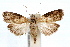  (Acrobasis caryalbella - IAWAZ-0368)  @15 [ ] CreativeCommons - Attribution (2009) Unspecified Centre for Biodiversity Genomics