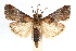  (Cacozelia basiochrealis - IAWAZ-0374.1)  @15 [ ] CreativeCommons - Attribution (2009) Unspecified Centre for Biodiversity Genomics
