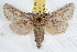  (Comadia sp - IAWAZ-0777)  @15 [ ] CreativeCommons - Attribution (2009) Unspecified Centre for Biodiversity Genomics