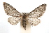  (Eupithecia affinata - IAWAZ-0262.5)  @15 [ ] CreativeCommons - Attribution (2009) Unspecified Centre for Biodiversity Genomics