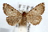 (Nychioptera noctuidalis - IAWAZ-0284.1)  @15 [ ] CreativeCommons - Attribution (2009) Unspecified Centre for Biodiversity Genomics