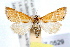  ( - IAWAZ-0529.1)  @14 [ ] CreativeCommons - Attribution (2009) Unspecified Centre for Biodiversity Genomics