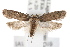  (Depressaria sp - IAWAZ-0549.1)  @14 [ ] CreativeCommons - Attribution (2009) Unspecified Centre for Biodiversity Genomics