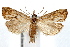  (Xubida dentilineatella - IAWAZ-0646)  @15 [ ] CreativeCommons - Attribution (2009) Unspecified Centre for Biodiversity Genomics