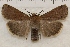  (Abagrotis forbesi - IAWAZ-0970)  @14 [ ] Unspecified (default): All Rights Reserved  Unspecified Unspecified