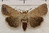  (Abagrotis trigona - IAWAZ-0972)  @14 [ ] Unspecified (default): All Rights Reserved  Unspecified Unspecified