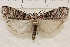  (Dioryctria sp - IAWAZ-0983)  @14 [ ] Unspecified (default): All Rights Reserved  Unspecified Unspecified