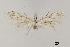  (Wheeleria sp. AOC01 - AOCLep02884)  @11 [ ] Copyright (2023) A.S. Ortiz Unspecified