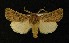  (Euxoa mendelis - AOC Lep 00230)  @15 [ ] Copyright (2014) Axel Hausmann/Bavarian State Collection of Zoology (ZSM) Universidad de Murcia