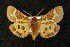  (Hyphoraia dejeani - AOC Lep 00642)  @13 [ ] Copyright (2014) Bavarian State Collection of Zoology (ZSM) Universidad de Murcia