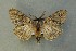  (Ocneria atlantica - AOC Lep 00656)  @13 [ ] Copyright (2014) Bavarian State Collection of Zoology (ZSM) Universidad de Murcia