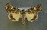  (Olivenebula xanthochloris - AOC Lep 00700)  @13 [ ] Copyright (2014) Bavarian State Collection of Zoology (ZSM) Universidad de Murcia