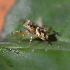  (Asaphobelis sp - gdr-4146)  @11 [ ] CreativeCommons - Attribution Share-Alike (2019) Rubio GD INTA