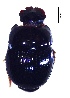  (Canthidium cavifrons - IBS069)  @11 [ ] CreativeCommons - Attribution Non-Commercial Share-Alike (2018) Instituto de Biología Subtropical Instituto de Biología Subtropical