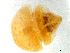  (Selenaspidus articulatus - CCDB-23152-C08)  @13 [ ] CreativeCommons - Attribution (2014) Ida Bartolini Servicio Nacional de Sanidad Agraria