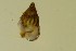  (Rissoa lilacina - ZMBN_138159)  @11 [ ] Creative Commons BY NC SA (2022) University of Bergen Natural History Collections