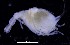  (Styloptocuma cf. gracillimum - ICE1-Nann008)  @11 [ ] CreativeCommons - Attribution Non-Commercial Share-Alike (2019) Carolin Uhlir Deutsches Zentrum fuer Marine Biodiversitaetsforschung