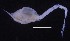 (Chalarostylis cf. elegans - ICE1-Lam017)  @11 [ ] CreativeCommons - Attribution Non-Commercial Share-Alike (2019) Carolin Uhlir Deutsches Zentrum fuer Marine Biodiversitaetsforschung