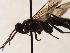  (Ischnocerus rusticus - FICH-001993)  @11 [ ] CreativeCommons - Attribution Non-Commercial (2016) Marko Mutanen University of Oulu