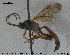  ( - HymVM243)  @13 [ ] CreativeCommons - Attribution Non-Commercial Share-Alike (2016) NTNU University Museum, Department of Natural History NTNU University Museum, Department of Natural History