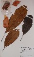  (Buchholzia - BRLU-BS0098)  @11 [ ] CreativeCommons - Attribution Non-Commercial Share-Alike (2013) Unspecified Herbarium de l'Université Libre de Bruxelles