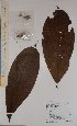 (Strephonema - BRLU-BS0123)  @11 [ ] CreativeCommons - Attribution Non-Commercial Share-Alike (2013) Unspecified Herbarium de l'Université Libre de Bruxelles