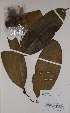  (Picralima - BRLU-BS0140)  @11 [ ] CreativeCommons - Attribution Non-Commercial Share-Alike (2013) Unspecified Herbarium de l'Université Libre de Bruxelles