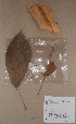  (Eribroma oblonga - BRLU-BS0923)  @11 [ ] CreativeCommons - Attribution Non-Commercial Share-Alike (2013) Unspecified Herbarium de l'Université Libre de Bruxelles