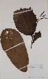  (Anonidium mannii - BRLU-BS0993)  @11 [ ] CreativeCommons - Attribution Non-Commercial Share-Alike (2013) Unspecified Herbarium de l'Université Libre de Bruxelles
