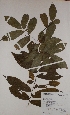  (Alsodeiopsis - BRLU-BS4146)  @11 [ ] CreativeCommons - Attribution Non-Commercial Share-Alike (2013) Unspecified Herbarium de l'Université Libre de Bruxelles