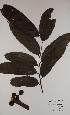  (Greenwayodendron - BRLU-EB0800)  @11 [ ] CreativeCommons - Attribution Non-Commercial Share-Alike (2013) Unspecified Herbarium de l'Université Libre de Bruxelles