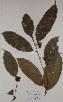  ( - BRLU-EB0832)  @11 [ ] CreativeCommons - Attribution Non-Commercial Share-Alike (2013) Unspecified Herbarium de l'Université Libre de Bruxelles